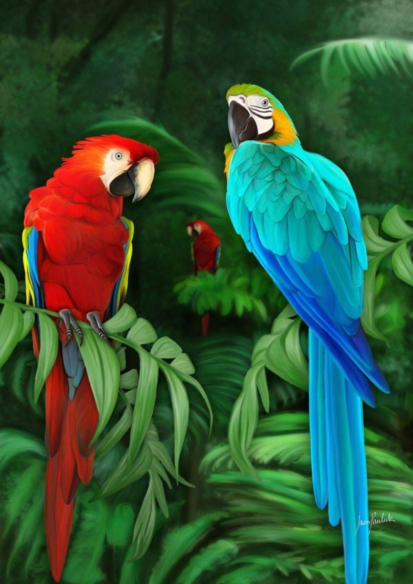 картина попугаи