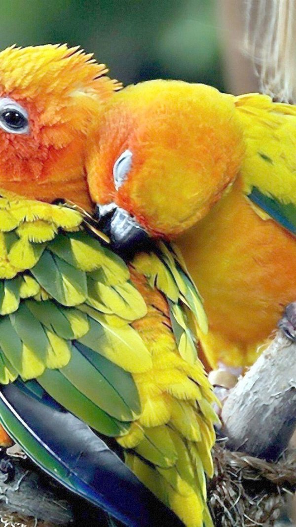 красивые попугаи