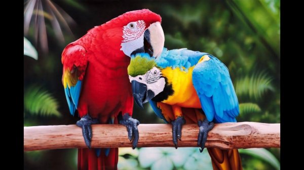 красивые попугаи