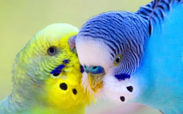 восковица самца волнистого