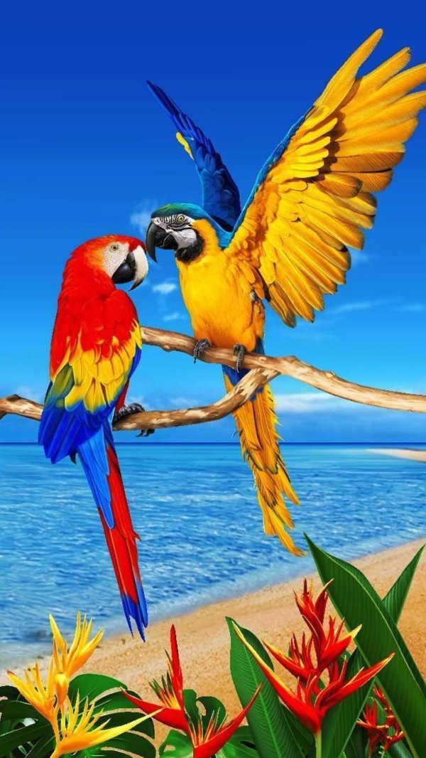 я ркип тропические попугаи