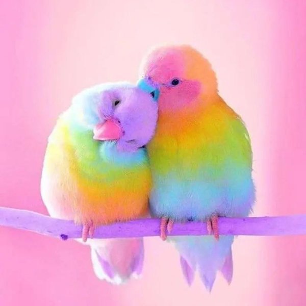 птица разноцветная