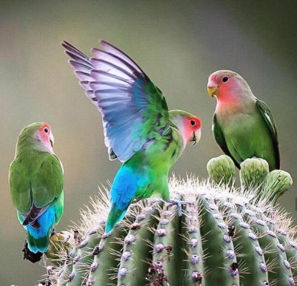 кактусовая аратинга