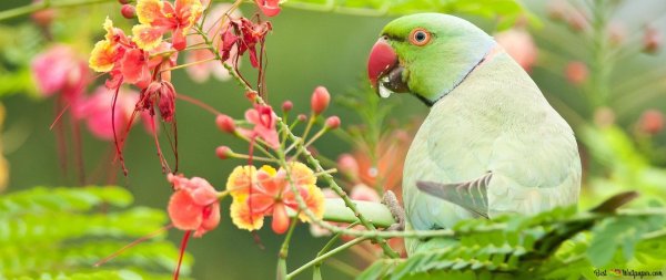 ожереловый попугай