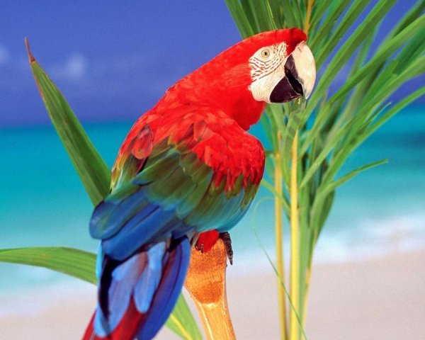 попугай красивый