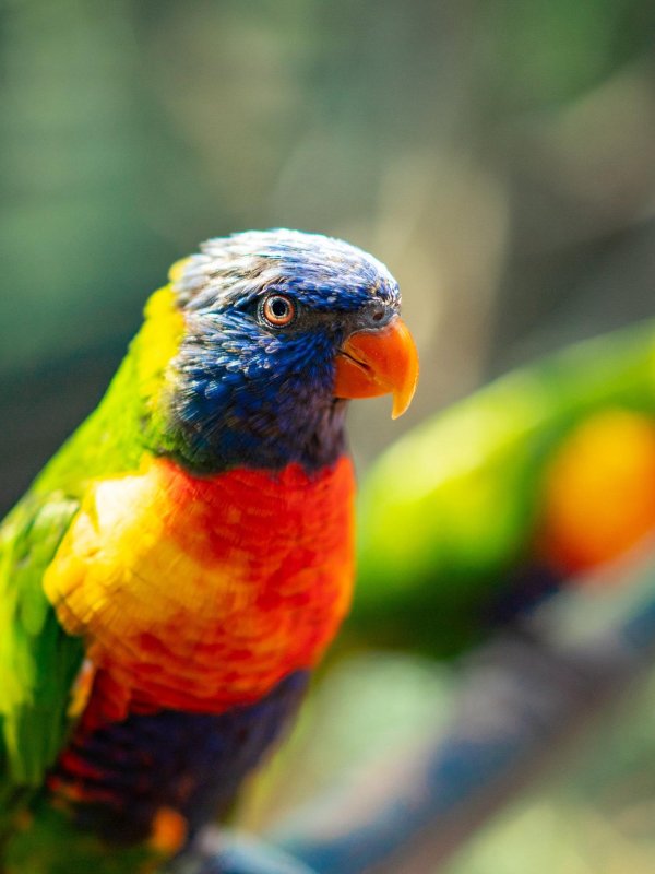 австралийский лорикет