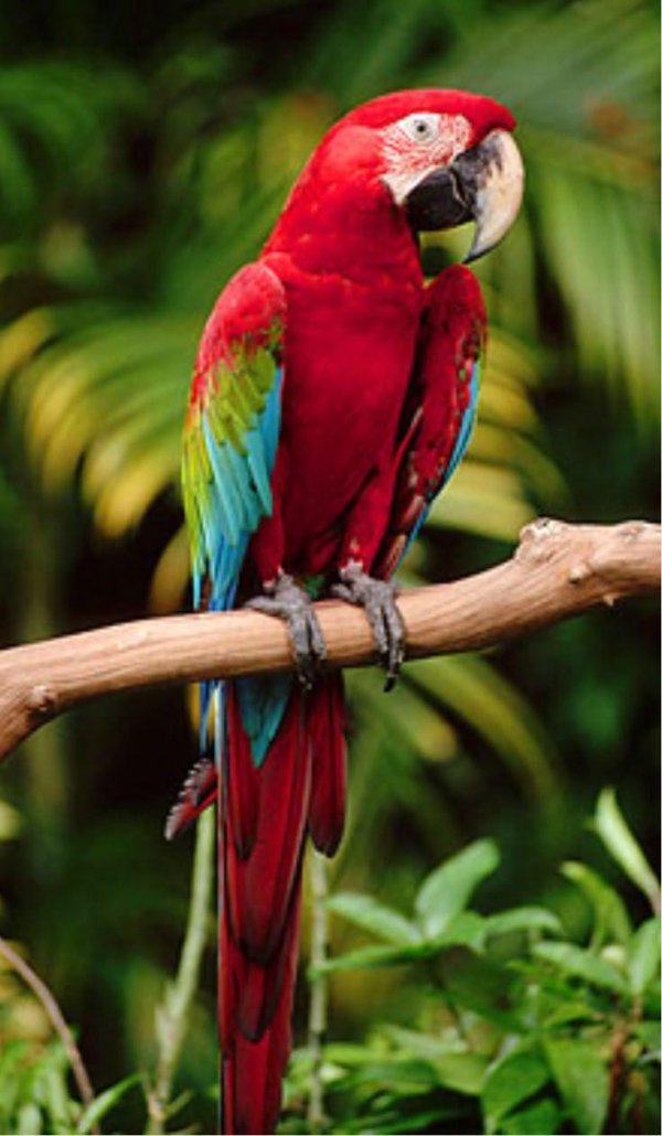 красный ара