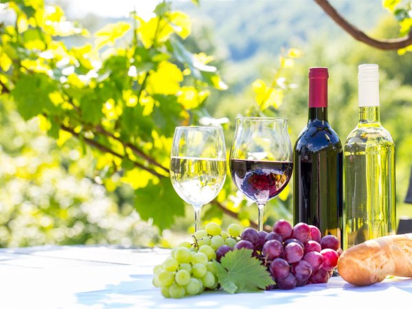 виноделие грузия виноградник