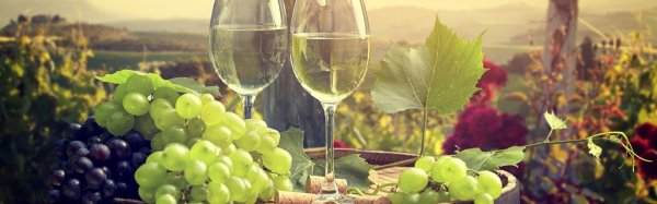 шардоне виноград