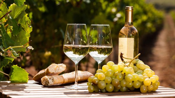 шардоне сорт винограда