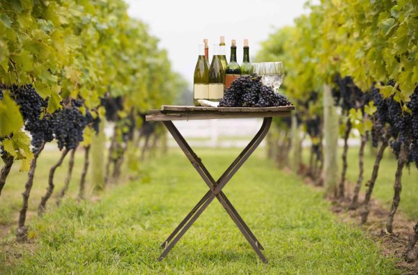 рибера дель дуэро виноградники