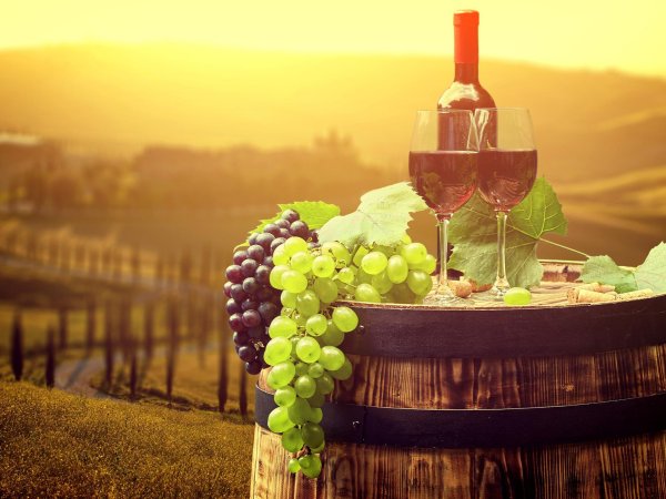 винодельни тосканы