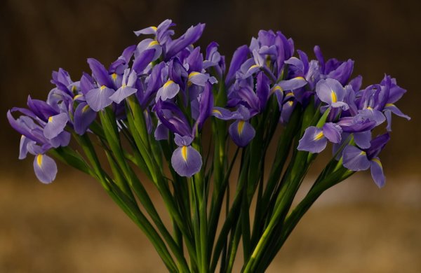 цветы ирисы