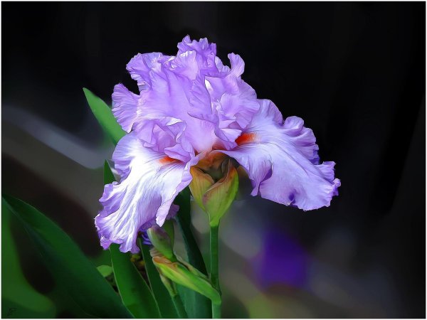 красивые ирисы
