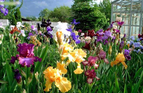 иридарий садик ирисов