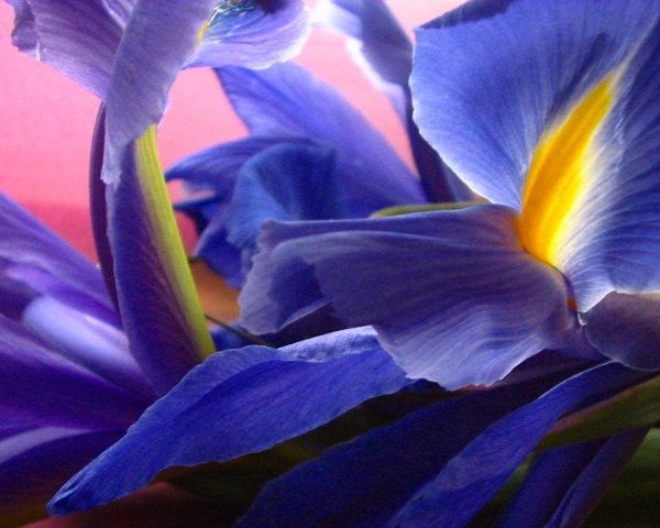 С цветами ирисы