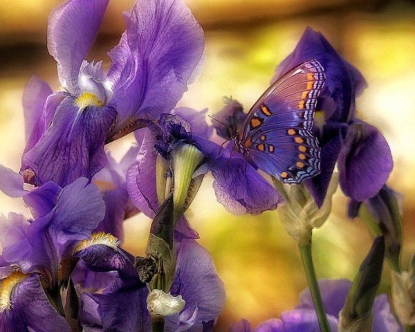 открытка с ирисами