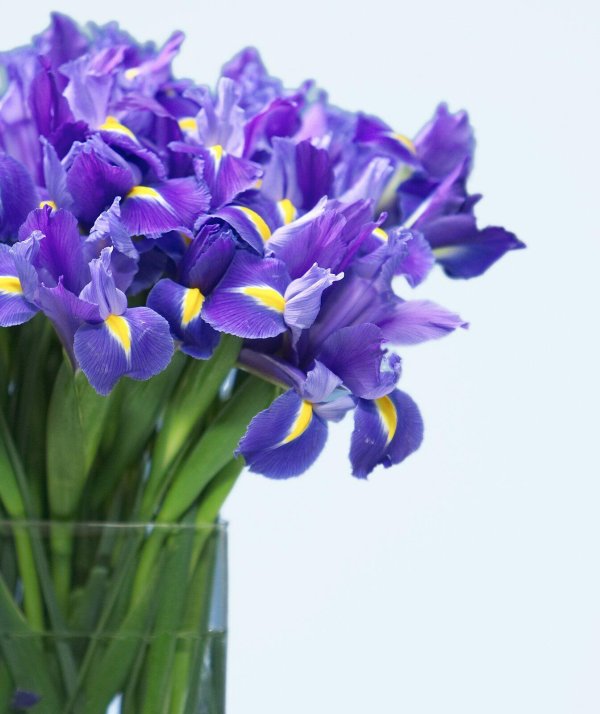 красивые ирисы