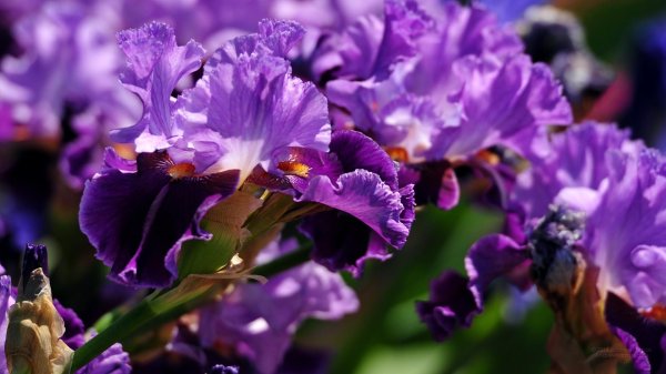 никитский ботанический сад ирисы