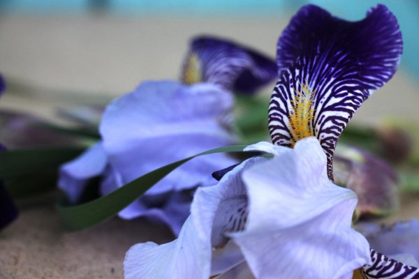 синие ирисы