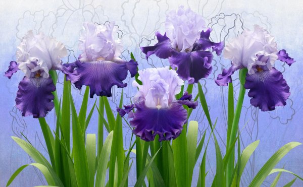графис ирисы