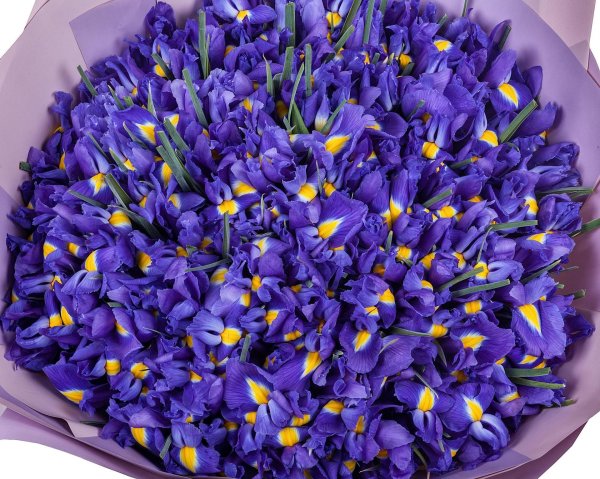 цветы ирисы букет