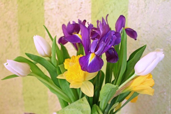 желтые тюльпаны с ирисами