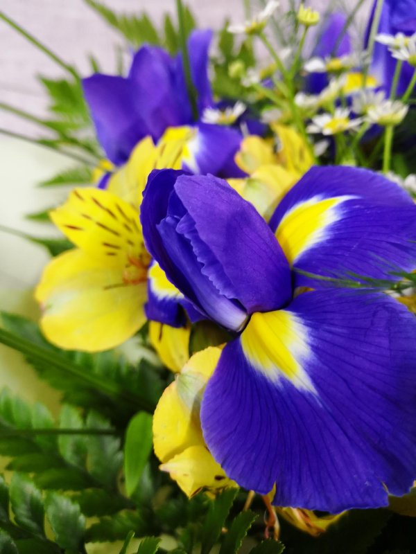 желто синие цветы