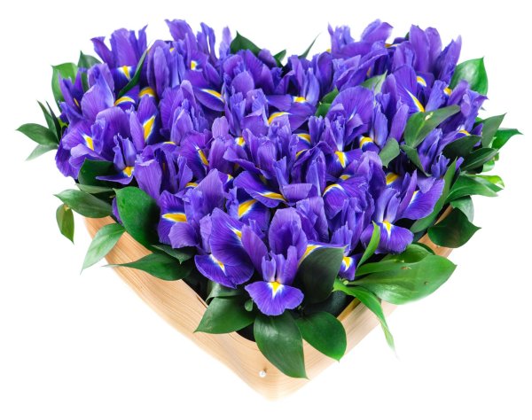 красивый букет ирисов