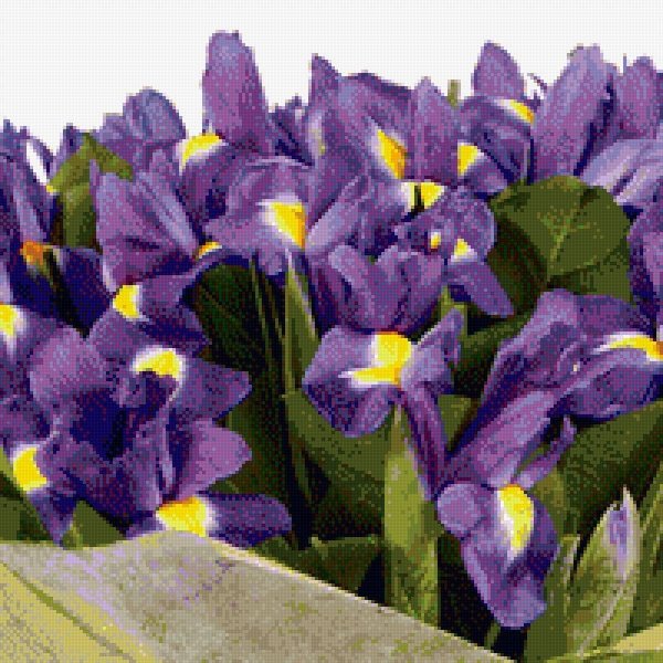 ирисы букетные