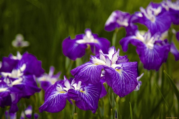 фиолетовые ирисы