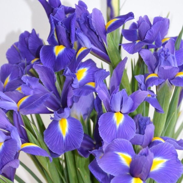 ирисы букет