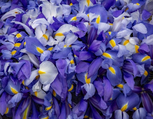 синие ирисы
