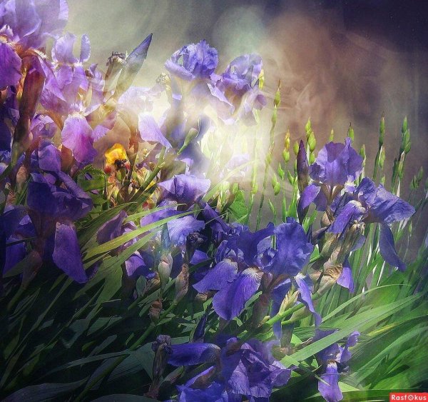 картины с ирисами