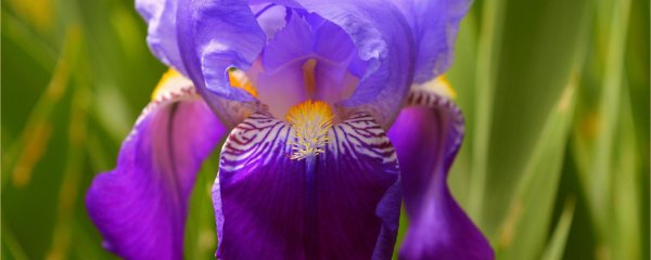 ирис пурпурный аргаман