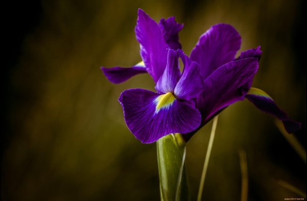 фиолетовые ирисы