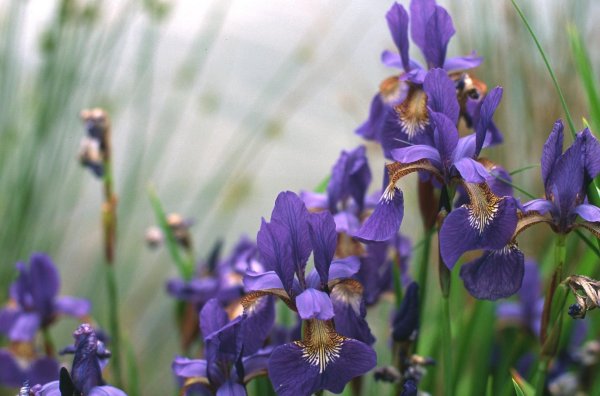 ирис сибирский