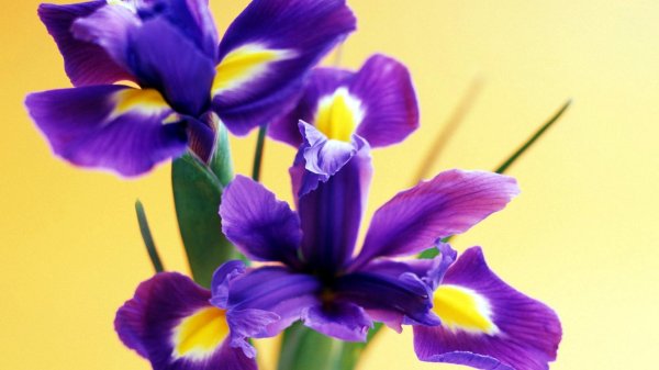 красивые ирисы