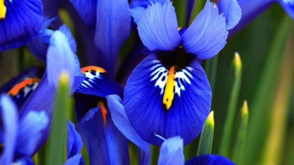 ирис луковичный ксифиум