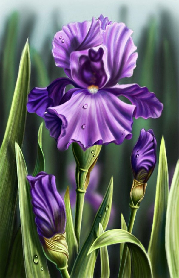 ирисы художница marianne broome