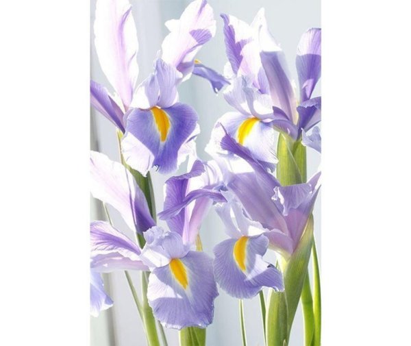 фотообои ирисы