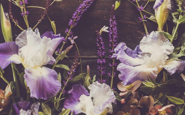 нежные ирисы