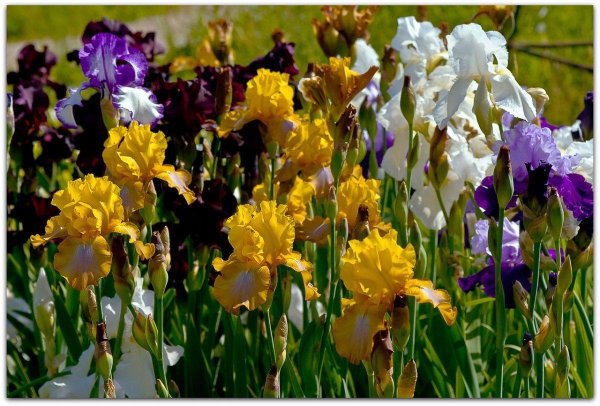 ирисы сортовые