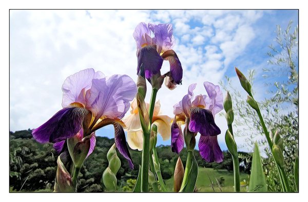 ирис растение