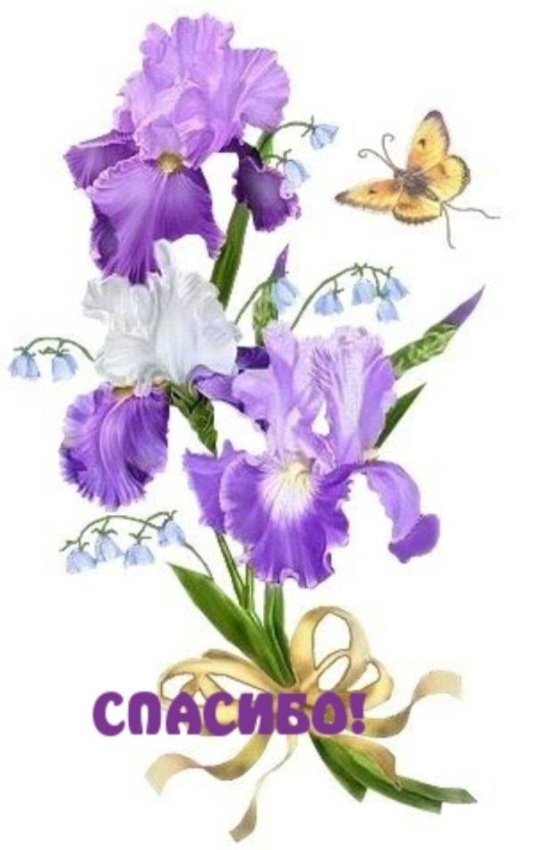 открытка с ирисами
