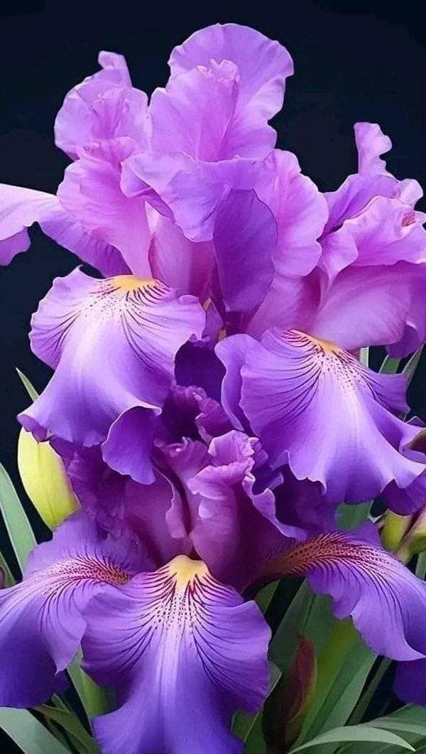 сиреневые ирисы