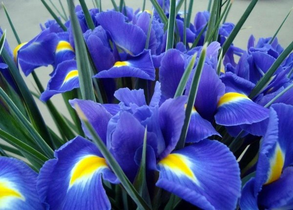 синие ирисы