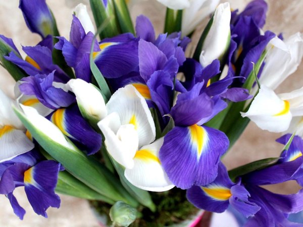 фрезия с ирисами