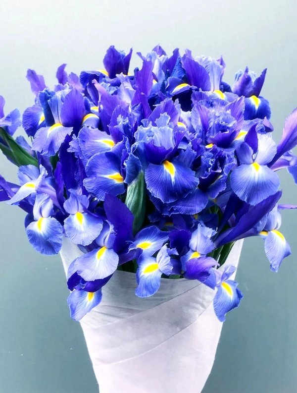 ирисы блю мэджик