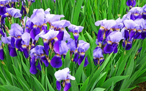 ирисы куст